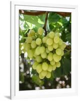 Grapes in San Joaquin Valley, California, United States of America, North America-Yadid Levy-Framed Photographic Print