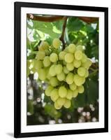 Grapes in San Joaquin Valley, California, United States of America, North America-Yadid Levy-Framed Photographic Print