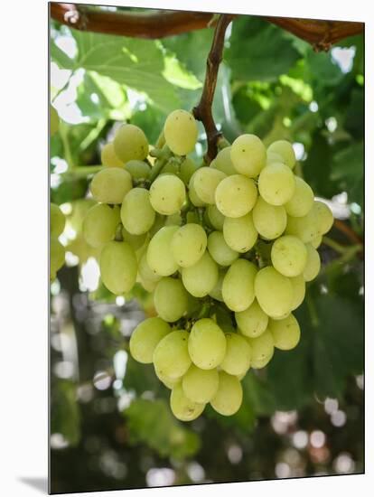 Grapes in San Joaquin Valley, California, United States of America, North America-Yadid Levy-Mounted Photographic Print