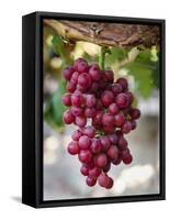 Grapes in San Joaquin Valley, California, United States of America, North America-Yadid Levy-Framed Stretched Canvas