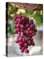 Grapes in San Joaquin Valley, California, United States of America, North America-Yadid Levy-Stretched Canvas