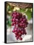 Grapes in San Joaquin Valley, California, United States of America, North America-Yadid Levy-Framed Stretched Canvas