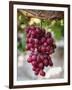 Grapes in San Joaquin Valley, California, United States of America, North America-Yadid Levy-Framed Premium Photographic Print