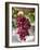 Grapes in San Joaquin Valley, California, United States of America, North America-Yadid Levy-Framed Photographic Print