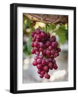 Grapes in San Joaquin Valley, California, United States of America, North America-Yadid Levy-Framed Photographic Print