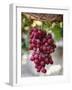 Grapes in San Joaquin Valley, California, United States of America, North America-Yadid Levy-Framed Photographic Print