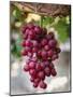 Grapes in San Joaquin Valley, California, United States of America, North America-Yadid Levy-Mounted Photographic Print