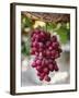 Grapes in San Joaquin Valley, California, United States of America, North America-Yadid Levy-Framed Photographic Print