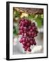 Grapes in San Joaquin Valley, California, United States of America, North America-Yadid Levy-Framed Photographic Print