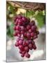 Grapes in San Joaquin Valley, California, United States of America, North America-Yadid Levy-Mounted Photographic Print