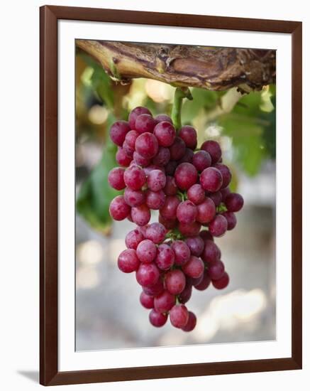 Grapes in San Joaquin Valley, California, United States of America, North America-Yadid Levy-Framed Photographic Print