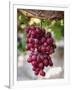 Grapes in San Joaquin Valley, California, United States of America, North America-Yadid Levy-Framed Photographic Print