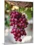 Grapes in San Joaquin Valley, California, United States of America, North America-Yadid Levy-Mounted Photographic Print