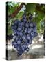 Grapes in San Joaquin Valley, California, United States of America, North America-Yadid Levy-Stretched Canvas