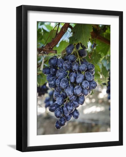 Grapes in San Joaquin Valley, California, United States of America, North America-Yadid Levy-Framed Photographic Print