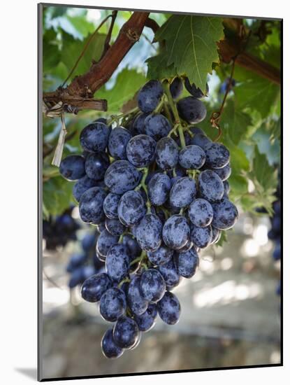 Grapes in San Joaquin Valley, California, United States of America, North America-Yadid Levy-Mounted Photographic Print