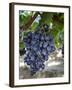 Grapes in San Joaquin Valley, California, United States of America, North America-Yadid Levy-Framed Photographic Print