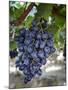 Grapes in San Joaquin Valley, California, United States of America, North America-Yadid Levy-Mounted Photographic Print