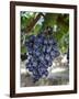 Grapes in San Joaquin Valley, California, United States of America, North America-Yadid Levy-Framed Photographic Print