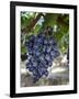 Grapes in San Joaquin Valley, California, United States of America, North America-Yadid Levy-Framed Photographic Print