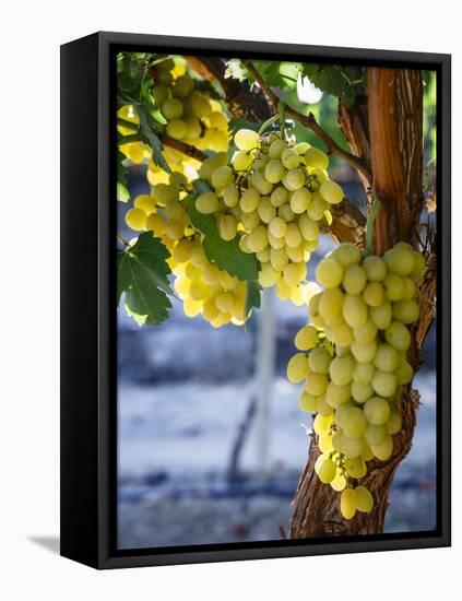 Grapes in San Joaquin Valley, California, United States of America, North America-Yadid Levy-Framed Stretched Canvas