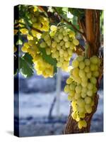 Grapes in San Joaquin Valley, California, United States of America, North America-Yadid Levy-Stretched Canvas