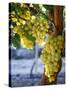 Grapes in San Joaquin Valley, California, United States of America, North America-Yadid Levy-Stretched Canvas
