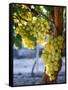 Grapes in San Joaquin Valley, California, United States of America, North America-Yadid Levy-Framed Stretched Canvas