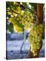 Grapes in San Joaquin Valley, California, United States of America, North America-Yadid Levy-Stretched Canvas