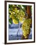 Grapes in San Joaquin Valley, California, United States of America, North America-Yadid Levy-Framed Premium Photographic Print