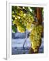 Grapes in San Joaquin Valley, California, United States of America, North America-Yadid Levy-Framed Premium Photographic Print