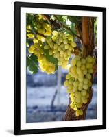 Grapes in San Joaquin Valley, California, United States of America, North America-Yadid Levy-Framed Premium Photographic Print