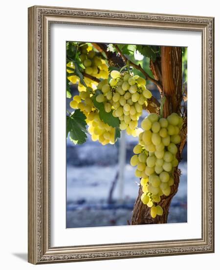 Grapes in San Joaquin Valley, California, United States of America, North America-Yadid Levy-Framed Photographic Print