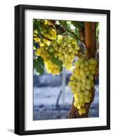 Grapes in San Joaquin Valley, California, United States of America, North America-Yadid Levy-Framed Photographic Print