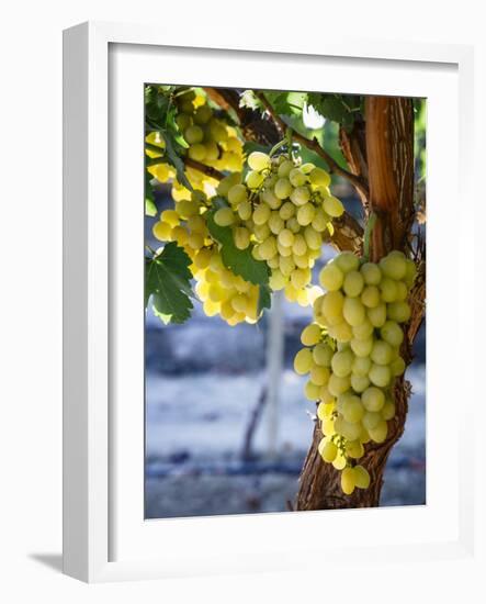 Grapes in San Joaquin Valley, California, United States of America, North America-Yadid Levy-Framed Photographic Print