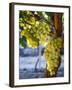 Grapes in San Joaquin Valley, California, United States of America, North America-Yadid Levy-Framed Photographic Print