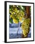 Grapes in San Joaquin Valley, California, United States of America, North America-Yadid Levy-Framed Photographic Print