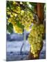 Grapes in San Joaquin Valley, California, United States of America, North America-Yadid Levy-Mounted Photographic Print