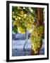 Grapes in San Joaquin Valley, California, United States of America, North America-Yadid Levy-Framed Photographic Print