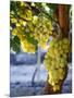 Grapes in San Joaquin Valley, California, United States of America, North America-Yadid Levy-Mounted Photographic Print