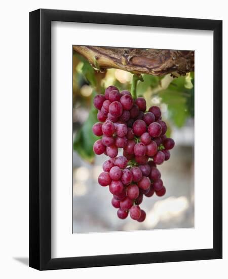 Grapes in San Joaquin Valley, California, United States of America, North America-Yadid Levy-Framed Photographic Print