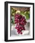 Grapes in San Joaquin Valley, California, United States of America, North America-Yadid Levy-Framed Photographic Print