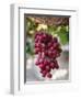 Grapes in San Joaquin Valley, California, United States of America, North America-Yadid Levy-Framed Photographic Print