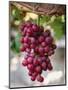 Grapes in San Joaquin Valley, California, United States of America, North America-Yadid Levy-Mounted Photographic Print