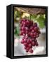Grapes in San Joaquin Valley, California, United States of America, North America-Yadid Levy-Framed Stretched Canvas