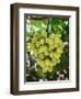 Grapes in San Joaquin Valley, California, United States of America, North America-Yadid Levy-Framed Premium Photographic Print