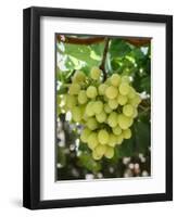 Grapes in San Joaquin Valley, California, United States of America, North America-Yadid Levy-Framed Premium Photographic Print