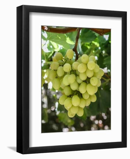 Grapes in San Joaquin Valley, California, United States of America, North America-Yadid Levy-Framed Premium Photographic Print