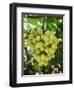 Grapes in San Joaquin Valley, California, United States of America, North America-Yadid Levy-Framed Premium Photographic Print