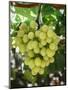 Grapes in San Joaquin Valley, California, United States of America, North America-Yadid Levy-Mounted Premium Photographic Print